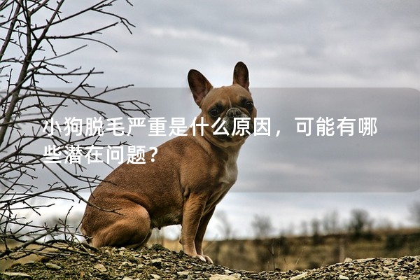 小狗脫毛嚴重是什么原因，可能有哪些潛在問題？