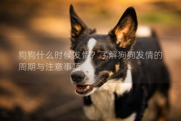 狗狗什么時候發情？了解狗狗發情的周期與注意事項