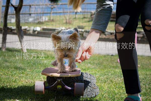 怎么讓狗狗上廁所，教你簡單有效的訓練方法