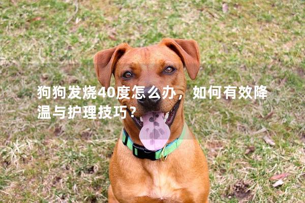狗狗發(fā)燒40度怎么辦，如何有效降溫與護(hù)理技巧？