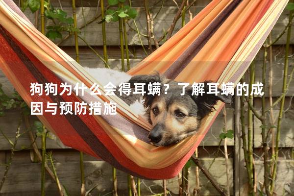 狗狗為什么會得耳螨？了解耳螨的成因與預防措施