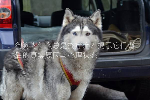 狗狗為什么總是撓癢癢？揭示它們背后的真實原因與心理狀態