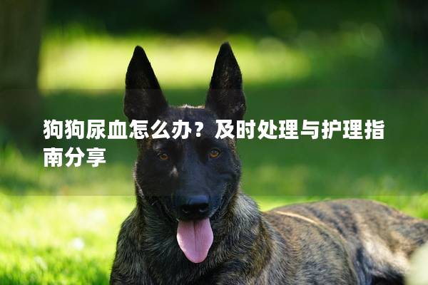 狗狗尿血怎么辦？及時處理與護理指南分享