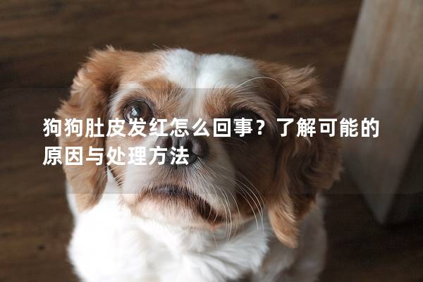 狗狗肚皮發(fā)紅怎么回事？了解可能的原因與處理方法