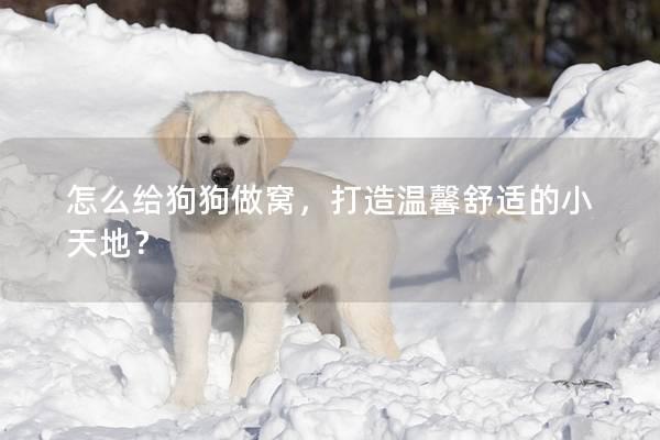 怎么給狗狗做窩，打造溫馨舒適的小天地？