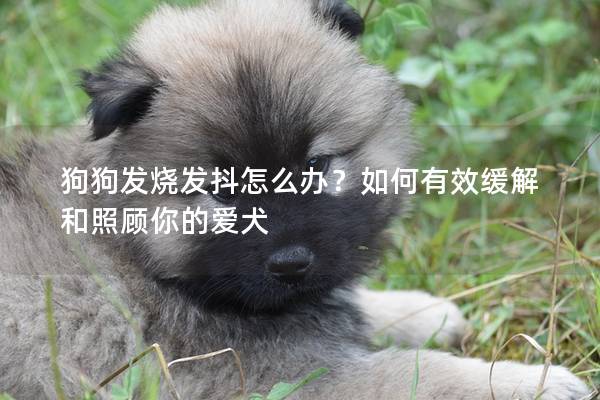 狗狗發燒發抖怎么辦？如何有效緩解和照顧你的愛犬