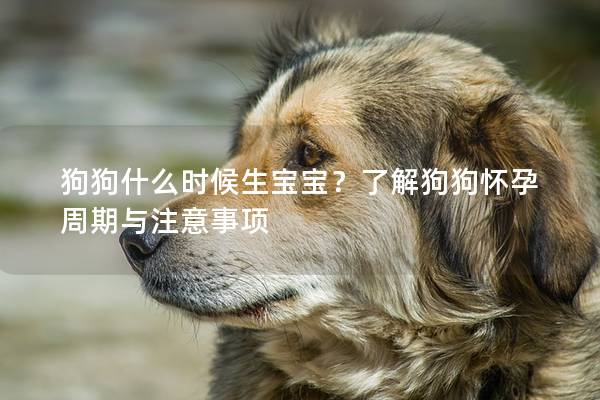 狗狗什么時候生寶寶？了解狗狗懷孕周期與注意事項