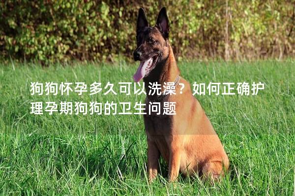 狗狗懷孕多久可以洗澡？如何正確護理孕期狗狗的衛生問題