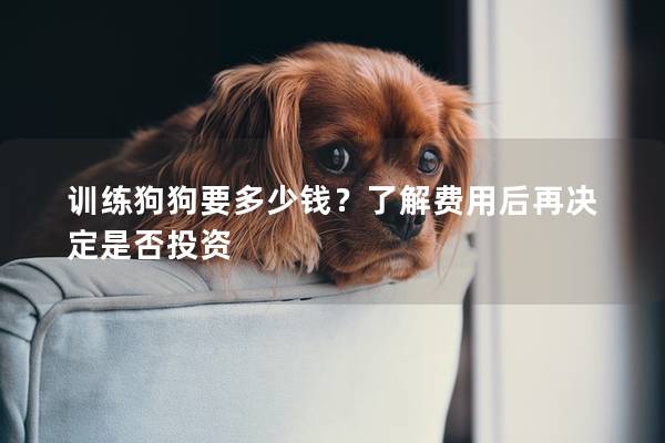 訓(xùn)練狗狗要多少錢？了解費(fèi)用后再?zèng)Q定是否投資