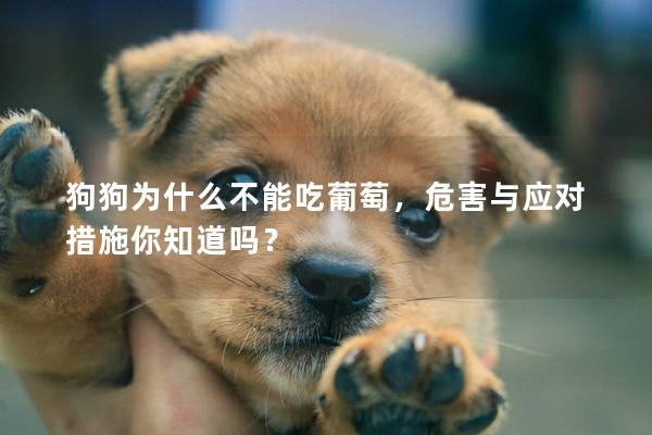 狗狗為什么不能吃葡萄，危害與應對措施你知道嗎？