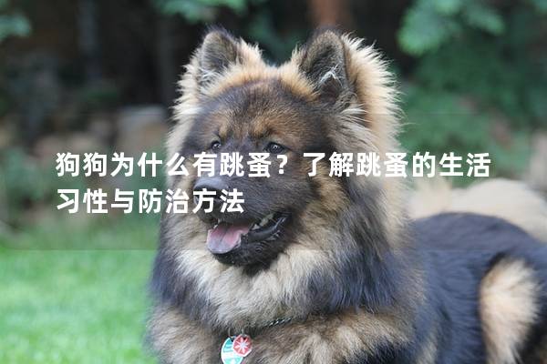 狗狗為什么有跳蚤？了解跳蚤的生活習(xí)性與防治方法