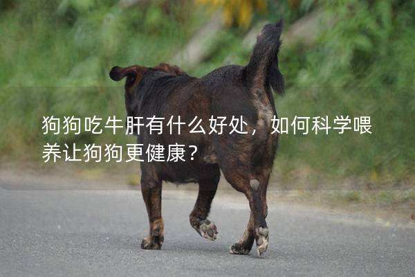 狗狗吃牛肝有什么好處，如何科學喂養讓狗狗更健康？