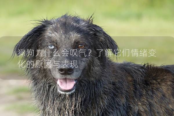 狗狗為什么會(huì)嘆氣？了解它們情緒變化的原因與表現(xiàn)