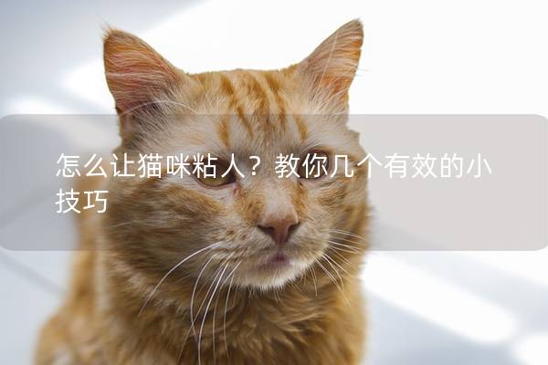 怎么讓貓咪粘人？教你幾個(gè)有效的小技巧
