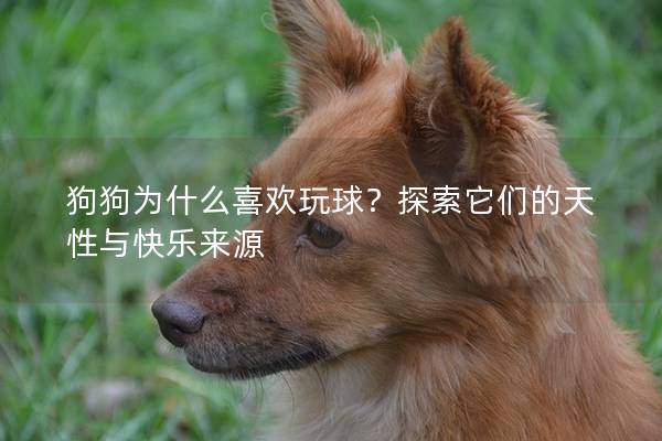 狗狗為什么喜歡玩球？探索它們的天性與快樂來源