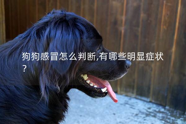 狗狗感冒怎么判斷,有哪些明顯癥狀? 狗狗感冒怎么判斷,有哪些明顯癥狀?