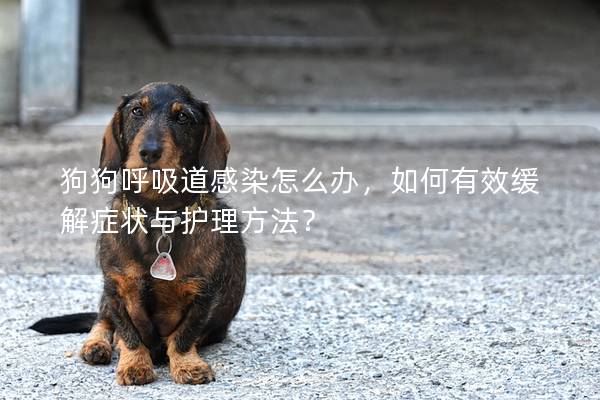 狗狗呼吸道感染怎么辦，如何有效緩解癥狀與護理方法？
