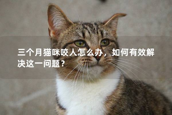 三個月貓咪咬人怎么辦，如何有效解決這一問題？