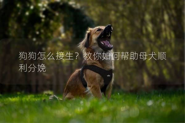 狗狗怎么接生?教你如何幫助母犬順利分娩 狗狗怎么接生?教你如何幫助母犬順利分娩