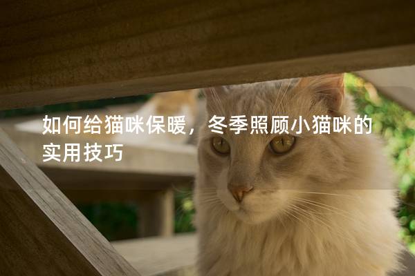 如何給貓咪保暖,冬季照顧小貓咪的實(shí)用技巧 如何給貓咪保暖,冬季照顧小貓咪的實(shí)用技巧