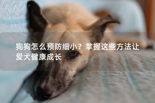狗狗怎么預防細小？掌握這些方法讓愛犬健康成長