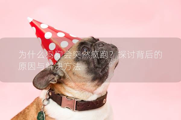 為什么狗狗會突然瘋跑？探討背后的原因與解決方法