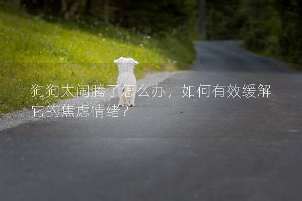狗狗太鬧騰了怎么辦，如何有效緩解它的焦慮情緒？