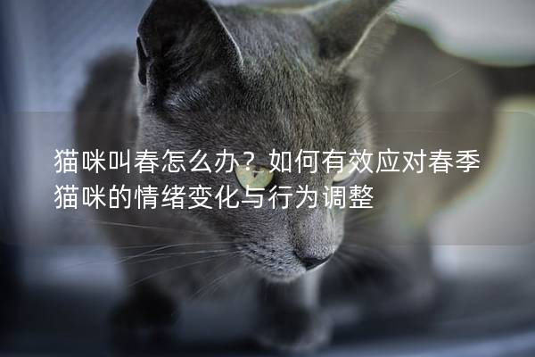 貓咪叫春怎么辦?如何有效應對春季貓咪的情緒變化與行為調整 貓咪叫春怎么辦?如何有效應對春季貓咪的情緒變化與行為調整