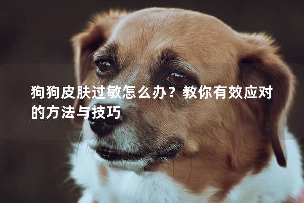 狗狗皮膚過敏怎么辦？教你有效應對的方法與技巧