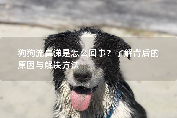 狗狗流鼻涕是怎么回事？了解背后的原因與解決方法