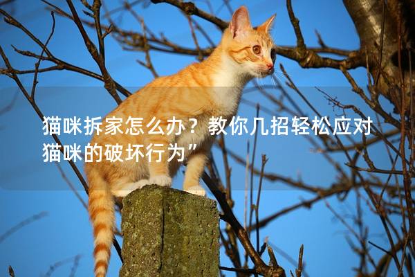 貓咪拆家怎么辦？教你幾招輕松應對貓咪的破壞行為”