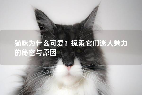 貓咪為什么可愛？探索它們迷人魅力的秘密與原因