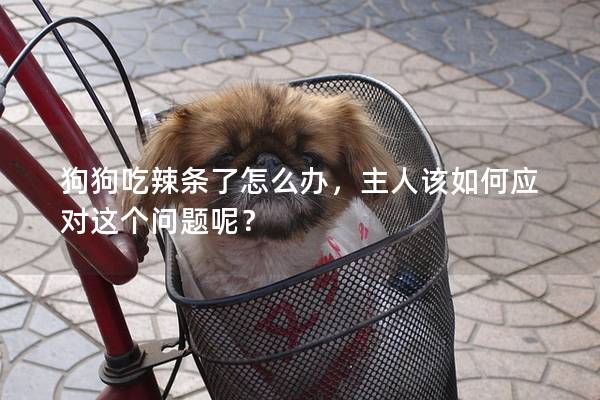 狗狗吃辣條了怎么辦，主人該如何應(yīng)對這個問題呢？