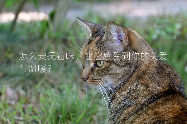 怎么安撫貓咪,讓它感受到你的關(guān)愛與溫暖? 怎么安撫貓咪,讓它感受到你的關(guān)愛與溫暖?