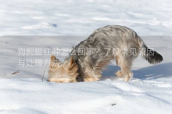 狗狗腳紅腫怎么回事？了解常見原因與處理方法