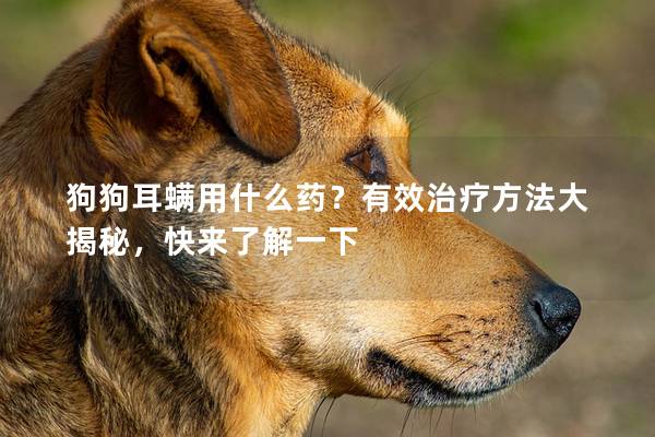 狗狗耳螨用什么藥？有效治療方法大揭秘，快來了解一下