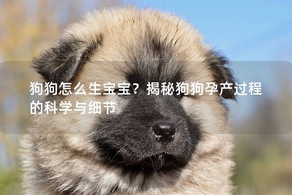 狗狗怎么生寶寶？揭秘狗狗孕產(chǎn)過程的科學(xué)與細(xì)節(jié)