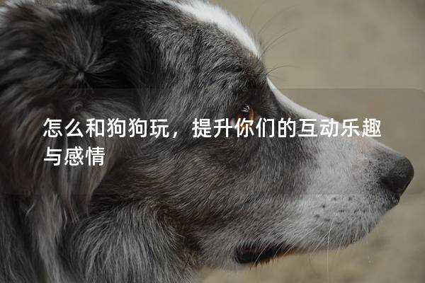 怎么和狗狗玩，提升你們的互動樂趣與感情