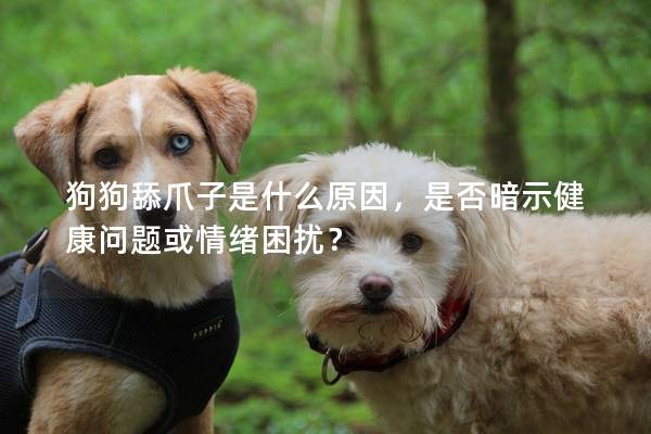 狗狗舔爪子是什么原因，是否暗示健康問題或情緒困擾？