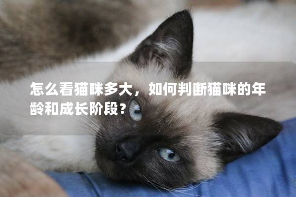怎么看貓咪多大，如何判斷貓咪的年齡和成長階段？