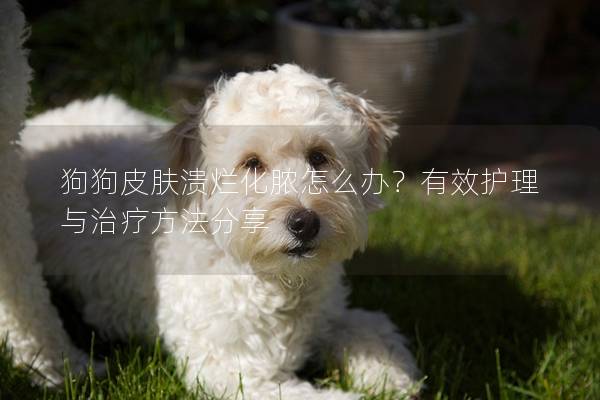 狗狗皮膚潰爛化膿怎么辦？有效護理與治療方法分享