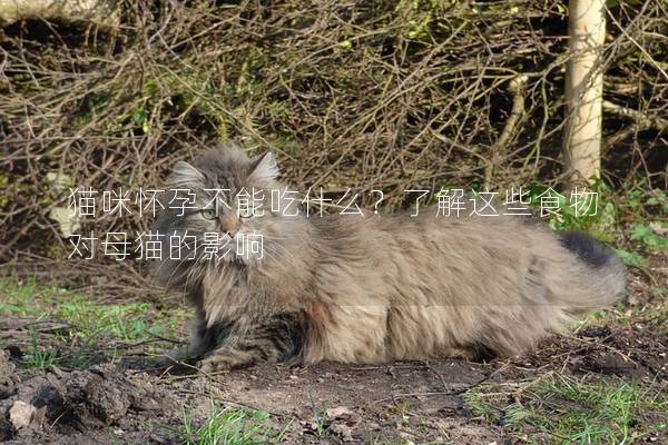 貓咪懷孕不能吃什么?了解這些食物對母貓的影響 貓咪懷孕不能吃什么?了解這些食物對母貓的影響