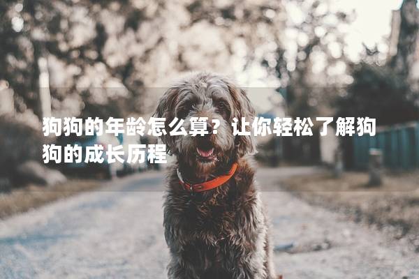 狗狗的年齡怎么算？讓你輕松了解狗狗的成長(zhǎng)歷程