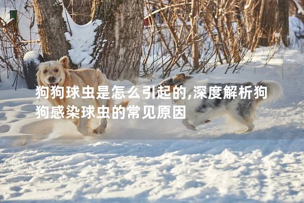 狗狗球蟲是怎么引起的,深度解析狗狗感染球蟲的常見原因