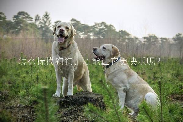 怎么撫摸狗狗,才能讓它更快樂呢? 怎么撫摸狗狗,才能讓它更快樂呢?