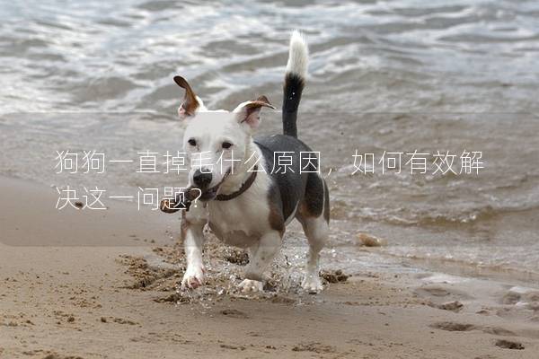狗狗一直掉毛什么原因，如何有效解決這一問題？