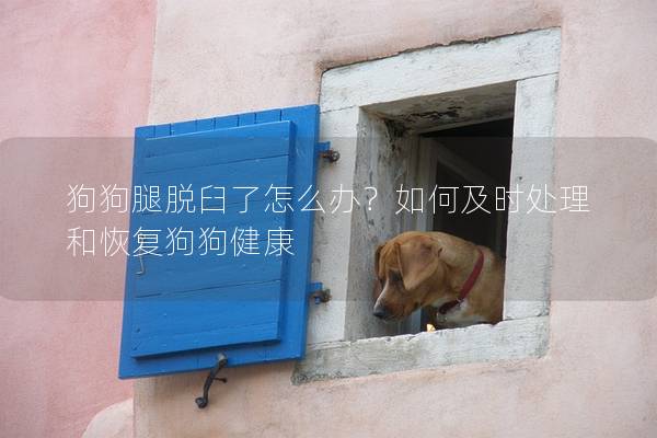 狗狗腿脫臼了怎么辦？如何及時處理和恢復狗狗健康