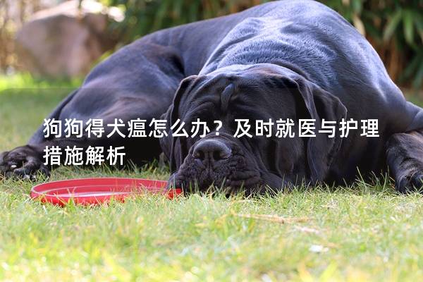 狗狗得犬瘟怎么辦？及時就醫與護理措施解析