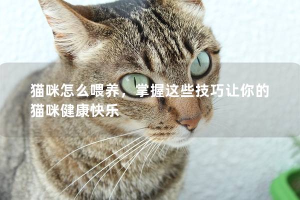 貓咪怎么喂養，掌握這些技巧讓你的貓咪健康快樂