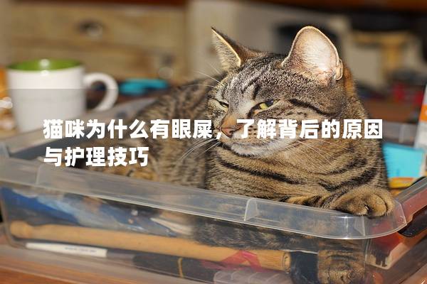 貓咪為什么有眼屎，了解背后的原因與護理技巧